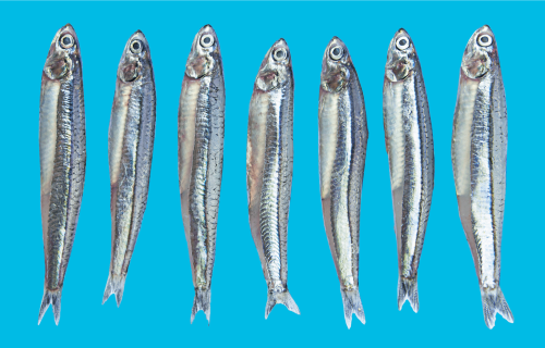 insights-anchovies